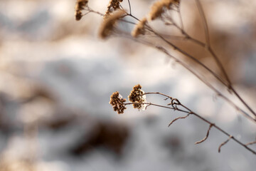 trees in snow