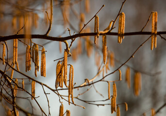 Kwitnąca Leszczyna, wiosna 2025. © mycatherina