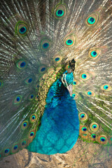 Naklejka premium close up of peacock