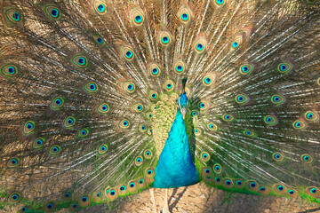 Obraz premium peacock with feathers