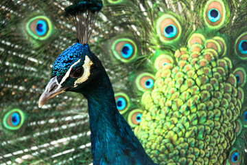 Fototapeta premium close up of peacock