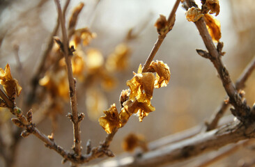 willow branches in spring