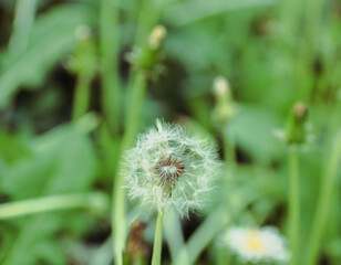 Fototapeta premium タンポポの綿毛17