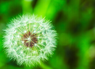 タンポポの綿毛12