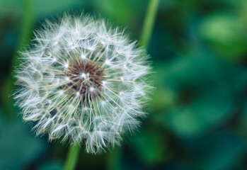 Fototapeta premium タンポポの綿毛13