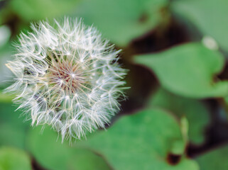 タンポポの綿毛11