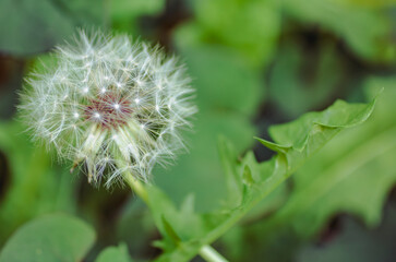 タンポポの綿毛10