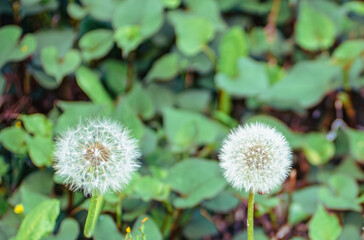 タンポポの綿毛9