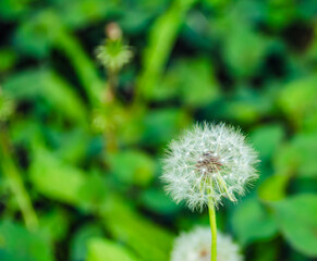 タンポポの綿毛7