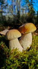 Boletus are very beautiful mushrooms. Mushrooms grow in the forest. Forest mushrooms, green moss, leaves and trees.