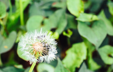 タンポポの綿毛4