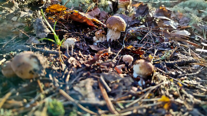 Boletus are very beautiful mushrooms. Mushrooms grow in the forest. Forest mushrooms, green moss, leaves and trees.