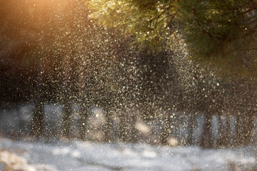beautiful winter landscape with snow covered trees