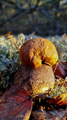 Boletus are very beautiful mushrooms. Mushrooms grow in the forest. Forest mushrooms, green moss, leaves and trees.