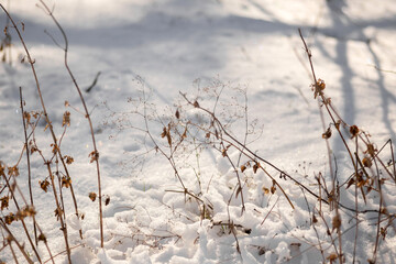 beautiful winter landscape with snow covered trees