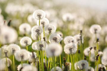 Summer background with dandelion plantation