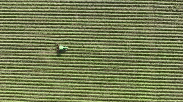 Tractor working on the field. Aerial view, tractor working on a soybean field