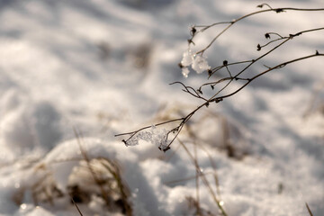 beautiful winter landscape with snow covered trees