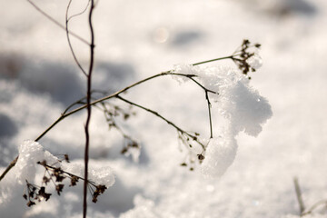 beautiful winter landscape with snow covered trees