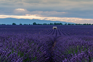 Obraz premium Breathtaking Lavender Fields in Provence, France at Dusk