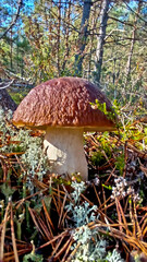 Boletus are very beautiful mushrooms. Mushrooms grow in the forest. Forest mushrooms, green moss, leaves and trees.