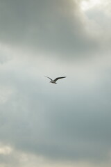 seagull flying