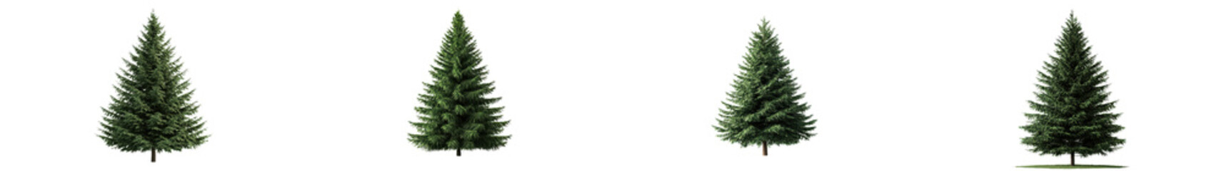 Fototapeta premium Tall Evergreen Christmas Pine Trees Standing in Snowy Winter Forest Landscape Lush Green Coniferous Foliage and Branches Covered in Snow Scenic Natural Outdoor Background