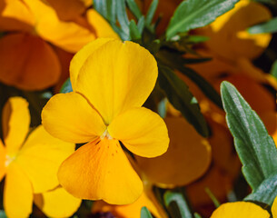 ビオラの花25