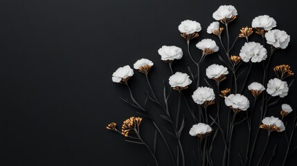 Dianthus flowers in black white and gold colors against a tranquil dark matte background