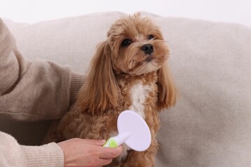 Woman brushing cute Maltipoo dog on sofa at home, closeup