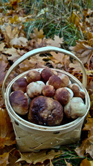 Boletus are very beautiful mushrooms. Mushrooms grow in the forest. Forest mushrooms, green moss, leaves and trees.