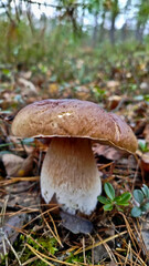 Boletus are very beautiful mushrooms. Mushrooms grow in the forest. Forest mushrooms, green moss, leaves and trees.