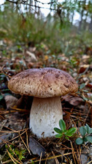 Boletus are very beautiful mushrooms. Mushrooms grow in the forest. Forest mushrooms, green moss, leaves and trees.