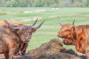 Longhorn highland cattle grazing in the pasture of a Finnish manor. The cattle enjoy their large green pastures.