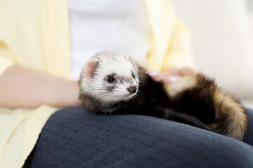 Woman with cute ferret, closeup. Domestic pet