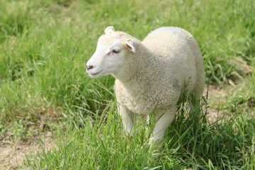 White sheep in the summer pasture in June. The curious lamb has yellow ear tags on both ears. Fresh green hay grows in the meadow.