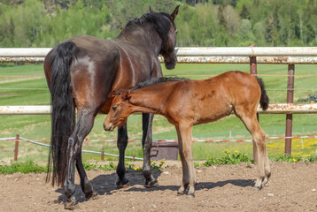 Mare with her foal in the manor yard. Sunny day in May at a Finnish horse farm. The beautiful...