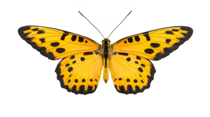Closeup of a yellow butterfly with black spots, detailed view of wings on flower