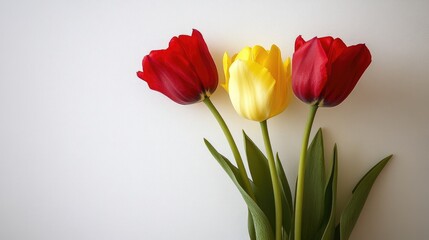 Auspicious red and yellow tulips resting on a clean white backdrop, signifying happiness and success.