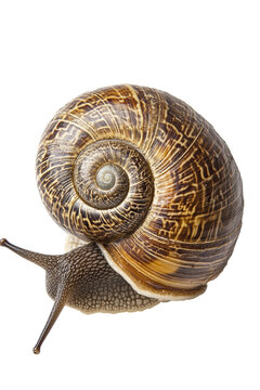 recommend clip art: Isolated Garden Snail
