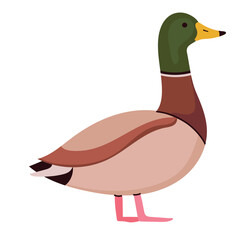 Mallard icon clipart avatar logotype isolated illustration