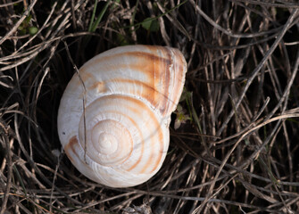 snail, shell, nature, animal, slow, brown, garden, spiral, isolated, macro, grass, slug, helix, mollusk, closeup, house, white, leaf, fauna, small, food, slimy, gastropod, close-up