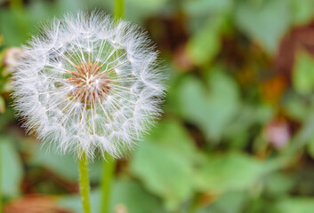 たんぽぽの綿毛15