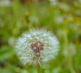 たんぽぽの綿毛14