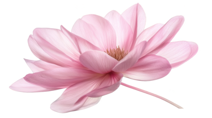 Vibrant pink flower in bloom against a dramatic black backdrop 