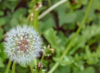 たんぽぽの綿毛3