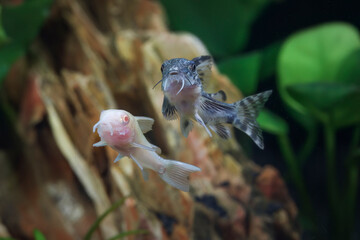 Two Peppered corydoras, Corydoras paleatus.