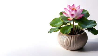 Lotus plant in the modern pot, isolated on a white background
