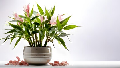 Lucky Bamboo plant in the modern pot, isolated on a white background with ample copy space