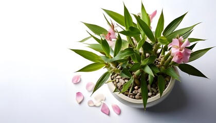 Lucky Bamboo plant in the modern pot, isolated on a white background with ample copy space
